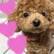 ニュートロ シュプレモ 子犬用 7個 - メルカリ
