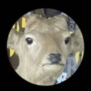 えぞシーカーの画像