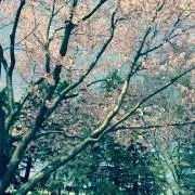 キキ