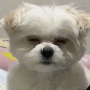 あゆの画像