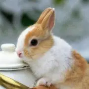りんご