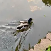 ゆうた