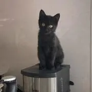 ともみの画像
