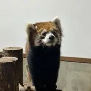 rechi☆の画像