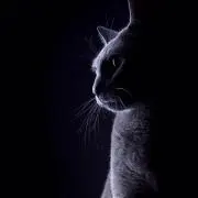 黒猫