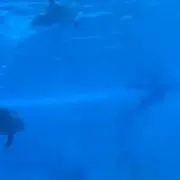 もこ