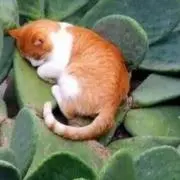 はなの画像