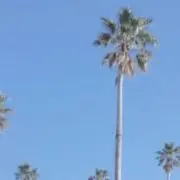 ひよの画像