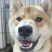 ちゃたろうの画像