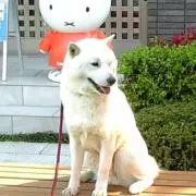 イト