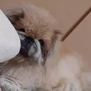 さっちゃん。