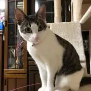 まみりんこ