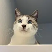 はたのの画像