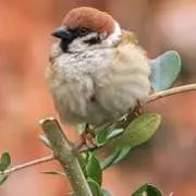 すずめ