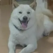 かいたんの画像