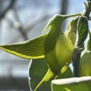 あんころもち　値下げ中‼️の画像