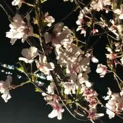 ごり