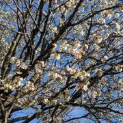鈴森(14日以降値上げ予定)の画像