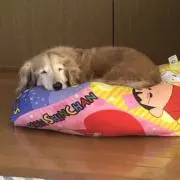 sawapoohの画像