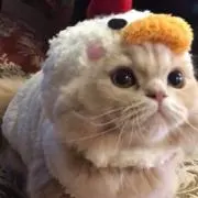ミスディオール