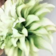 まな
