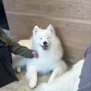 Rの画像