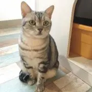 こはくの画像