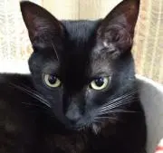 ニャンぴの画像