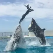 シャチの画像