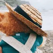 ciasora