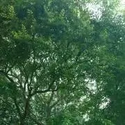 maamiの画像