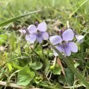 smicaの画像