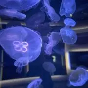 Omochiの画像