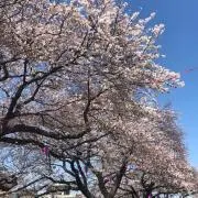 きんぎょ。の画像