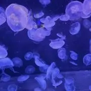 Y☆彡の画像