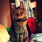 キジトラのテン