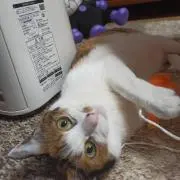 ユキエの画像