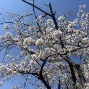 桜の画像