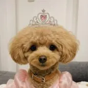 おはなちゃんの画像