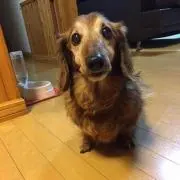 yukka