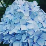 あじさいの画像