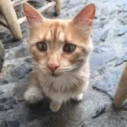 はっぱの画像