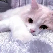 なずなの画像