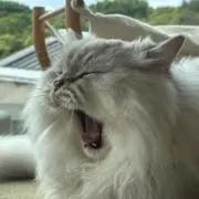 Kiiの画像