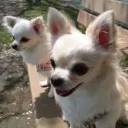 らっこ