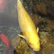 なお