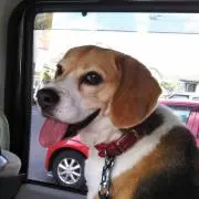 マユバロ