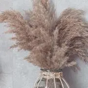 popopo