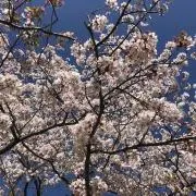 いちご71の画像