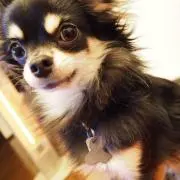 アニー♬の画像